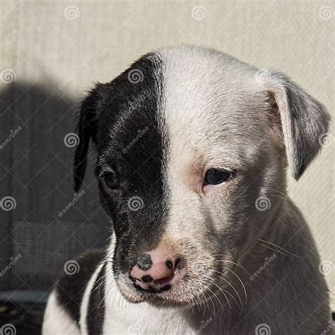 Pequeño Perrito Con La Cara Blanco Y Negro Foto De Archivo Imagen De