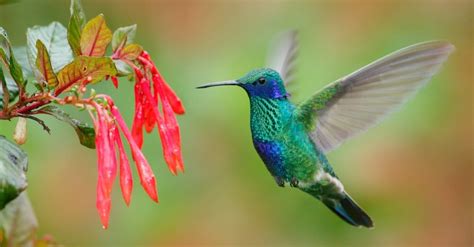 Discover The 10 Largest Hummingbirds In The World - AZ Animals