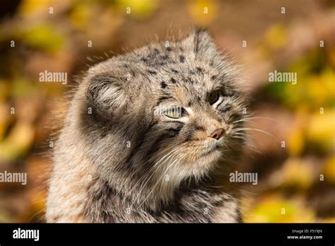 Portrait Of Beautiful Cat Pallas S Cat Otocolobus Manul Resting In