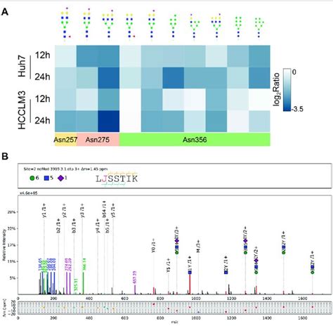 Site Specific Glycan Profiling Of Lamp2 A Heat Map Showing