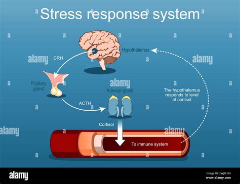 Stress Response System Stresshormone Und Cortisolspiegel Kampf Oder