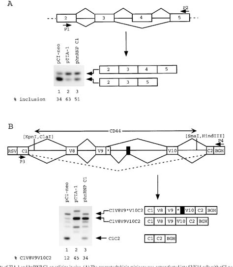 Figure 10 From The Rna Binding Protein Tia 1 Is A Novel Mammalian