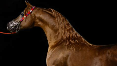 Arabian Horse Wallpapers, Pictures, Images