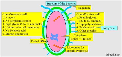 Gram Stain and Gram stain procedure - Labpedia.net