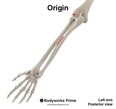 Extensor Carpi Ulnaris Muscle Anatomy Bodyworks Prime