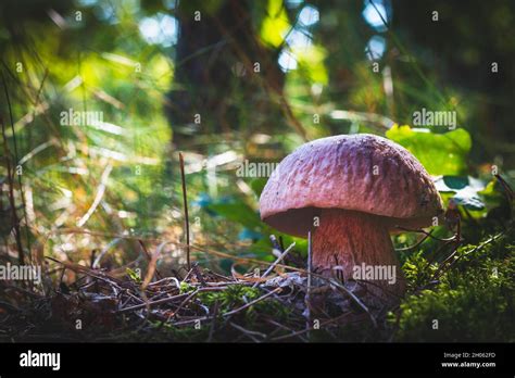 Edible Porcini Mushroom In Season Wood Royal Cep Mushrooms Food