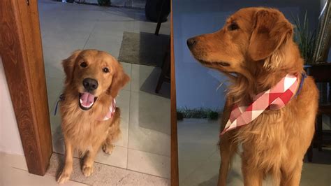 PM é preso após atirar e matar cão da raça Golden Retriever no ES CNN