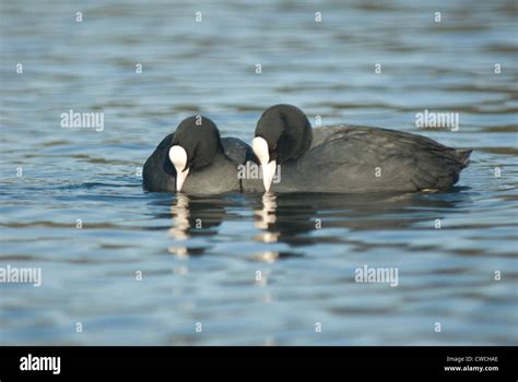 Eurasian Coot Fulica Atra In Norfolk Stock Photo Alamy