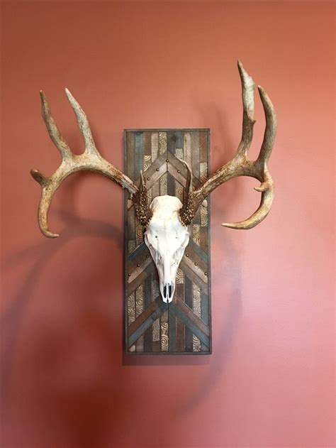 Pin On Diy Deer Mount Decor Deer European Mount Ideas Deer Skull Mount