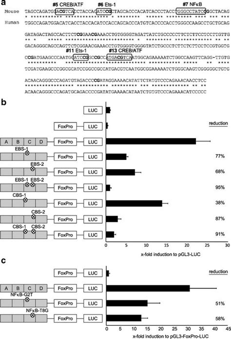 Mutation of the Ets 1 the CREB ATF or the NF κB binding sites in the