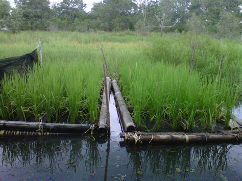 Pertanian Lahan Lebak Simply Agriculture