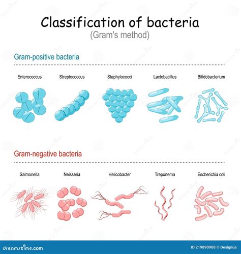 Classification Of Bacteria By Form Cartoon Vector | CartoonDealer.com ...