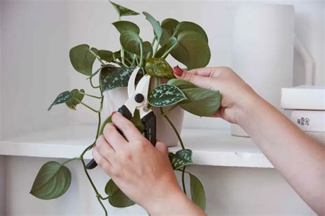 Comment sauver une plante desséchée Conseils et astuces