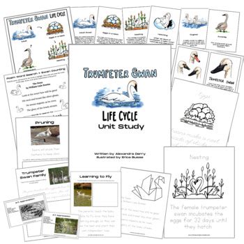 Trumpeter Swan Life Cycle Unit Study by The Masterpiece Studio | TPT