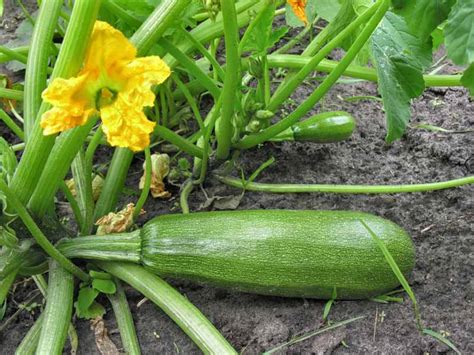 How To Plant And Grow Zucchini Squash Gardeners Path