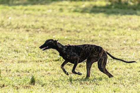 Perro galgo corriendo y persiguiendo señuelos en el campo Foto Premium