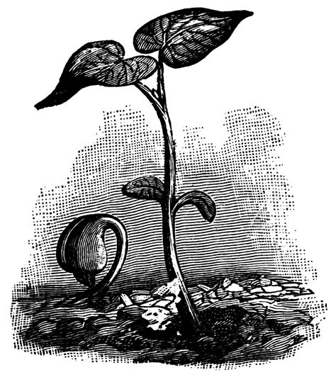 Bean Plant Drawing