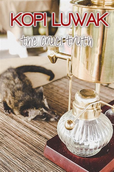 How kopi luwak is made? The cruel truth behind the world's best coffee.