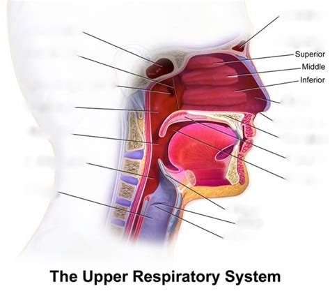 nasal cavity Diagram | Quizlet