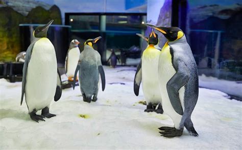 SEA LIFE Sydney Aquarium | Discover Australia’s Underwater