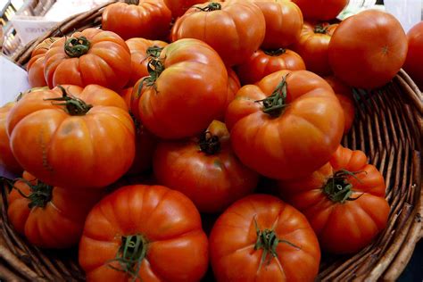 How To Plant And Grow Costoluto Genovese Tomatoes