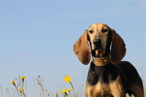 Segugio Italiano Carattere Prezzo Dei Cuccioli