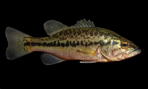 spotted bass  largemouth bass     key  vrogueco