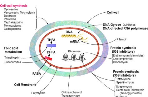 Bacterial Targets Of Current Antibiotics Used In The Clinic Download