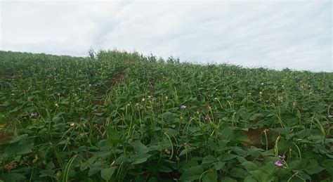 Frijol caupí un cultivo alternativo con amplios beneficios CIMMYT