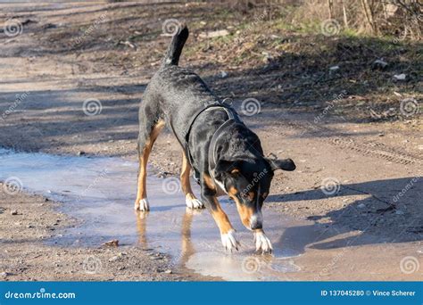 A Big Homeless Dog Stands on the Ice of a Winter Frozen Water, Appenzeller Mountain Dog Stock ...