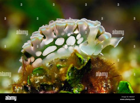 Lettuce Slug Tridachia Crispata Cayman Islands Caribbean Sea Stock