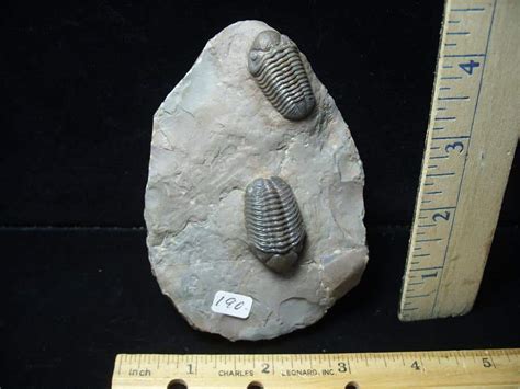 Fossilized Trilobites Phacops F The Stones Bones Collection