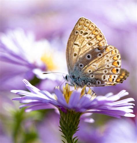 아스터 이미지 스톡 사진 및 일러스트 Istock