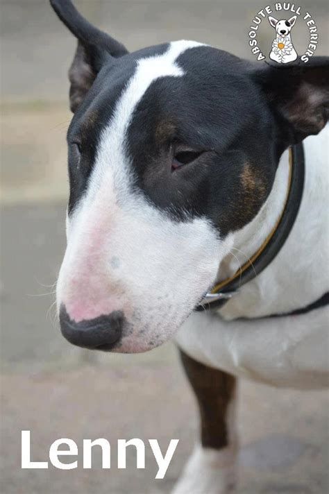 Lenny At Absolute Bull Terrier Rescue Dogs English Bull Terriers I