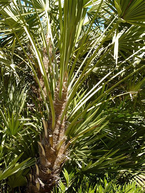 Green Saw Palmetto Palm Serenoa Repens – Kens-Nursery