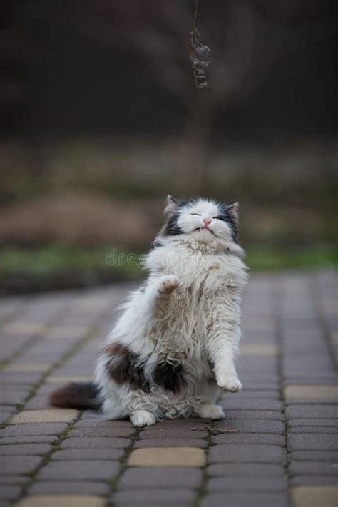 Ginger Cat In Jumping On Green Grass Or Dancing Cat Stock Photo Image