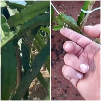 Dragon Fruit Stem Root Rotting Saving Preventing