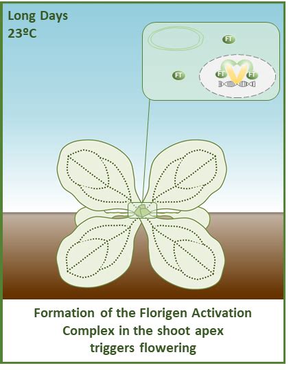 Florigen sequestration in cellular membranes modulates temperature ...