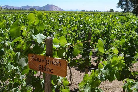 Grape Varietals Growing In The Concha Y Toro Vineyards Santiago Chile