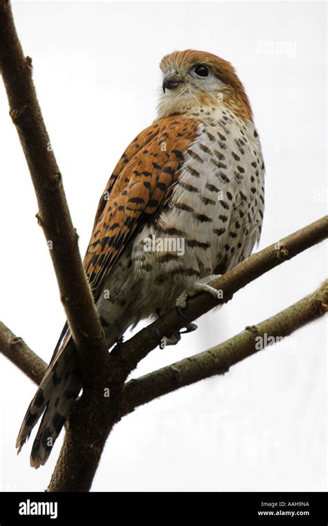 Mauritius Kestrel at Chester Zoo, England Stock Photo - Alamy