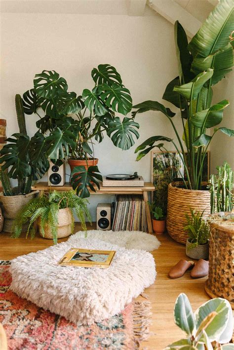 20 Tipos De Plantas Para Dentro De Casa Para Decorar Se A Moda Pega