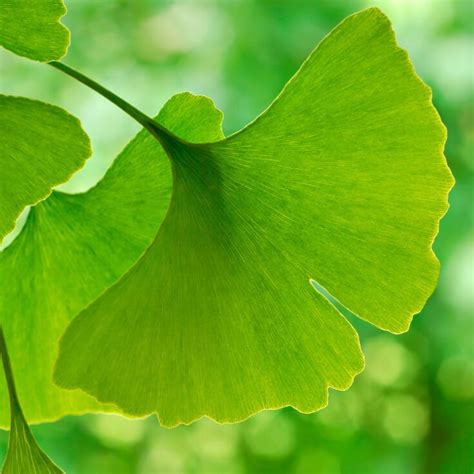 Ginkgo Biloba Benefits Uses Side Effects And Dosage Dr Axe