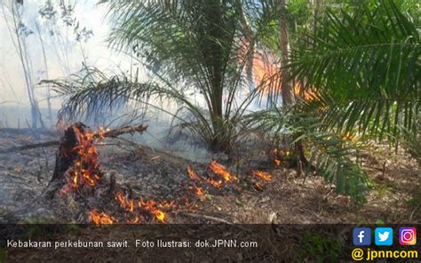 31 Ha Kebun Sawit Terbakar Pessel Diselimuti Kepulan Asap