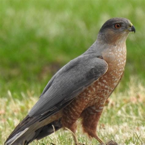 Predators of the Sky: Raptors of North America — WildKind