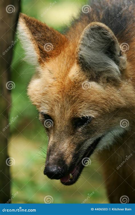 Maned Wolf stock image. Image of maned, american, animals - 4406503
