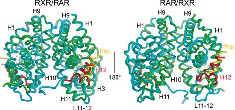 Characterization Of The Interaction Between Retinoic Acid Receptor