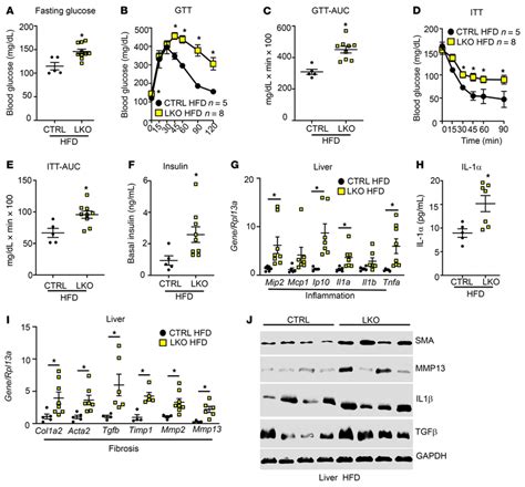 Hfd Fed Hepatic Kiss R Knockout Mice Are Glucose Intolerant And Insulin