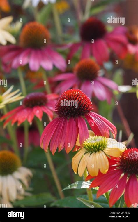 Echinacea Cheyenne Spirit Mix Stock Photo Alamy