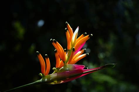 Fleur Heliconia Flore Photo Gratuite Sur Pixabay