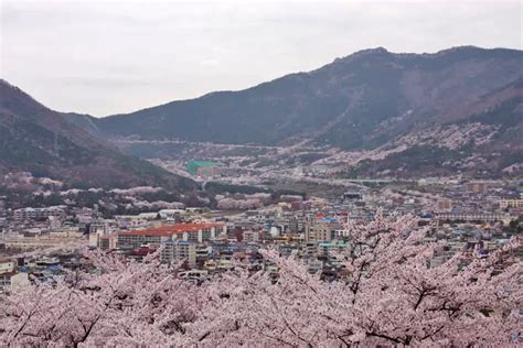 Pink Snow at the Jinhae Cherry Blossom Festival - GRRRLTRAVELER